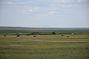 Cows in a field in Montana