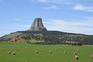 Devil's Tower National Monument with a beautiful hayfield in the foreground