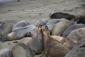 Elephant Seals on the beach off the Pacific Coast Highway