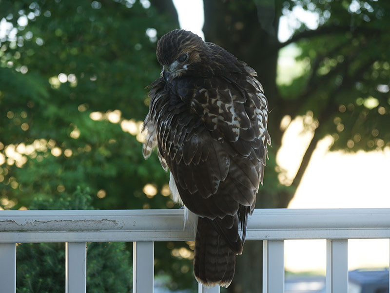 Hawk as seen sitting on my front porch railing.