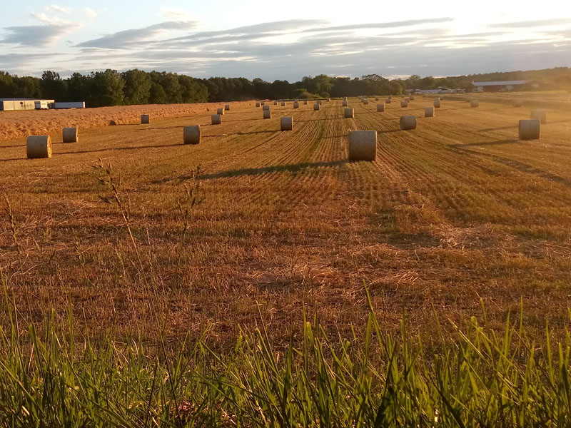 Recently baled hay (large rolls) across the street from my home.