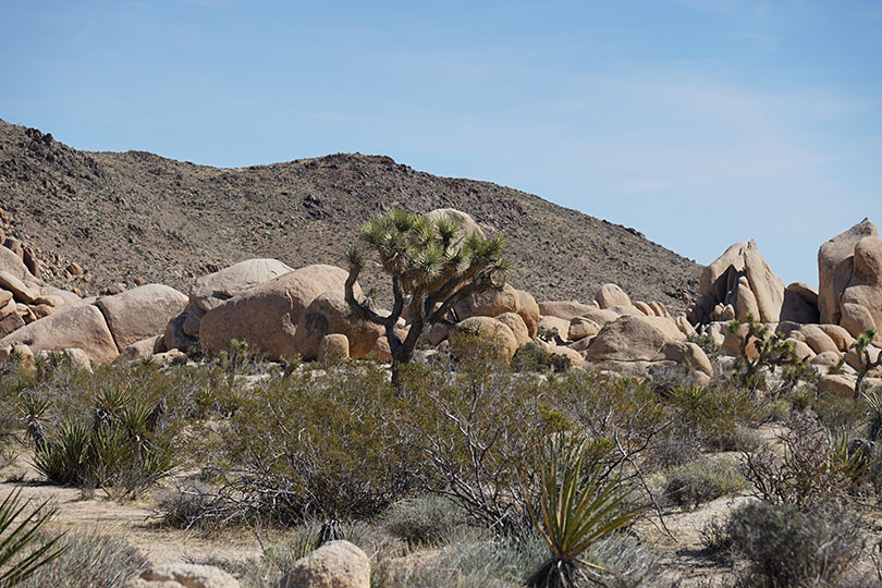 Joshua tree with bolders in the background.