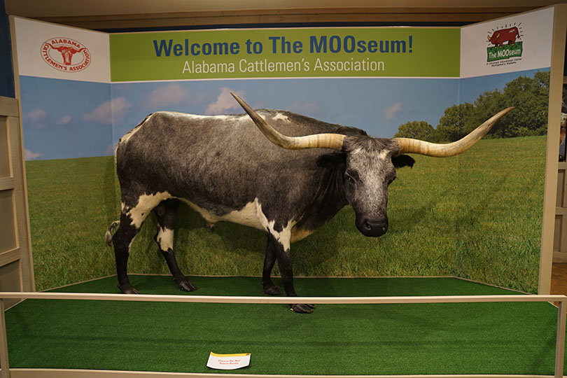 Interior signage for the Mooseum, featuring the Texas Longhorn.