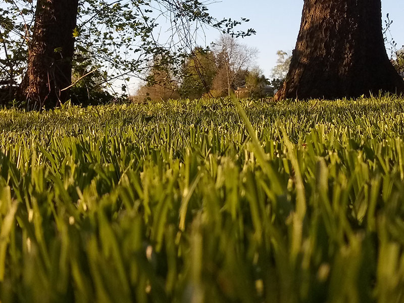 Image of mowed grass from ground level.