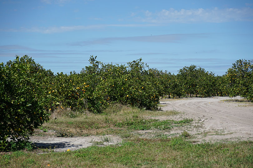 Orange Grove in Central Florida