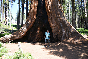 Ray dwarfed by giant tree in Sequoia/Kings Canyon National Parks