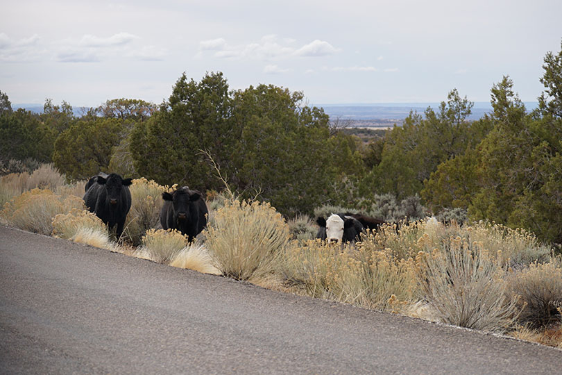 Cows peaking up from the side of the road.