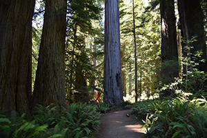 Path to a big tree in Redwood National Park